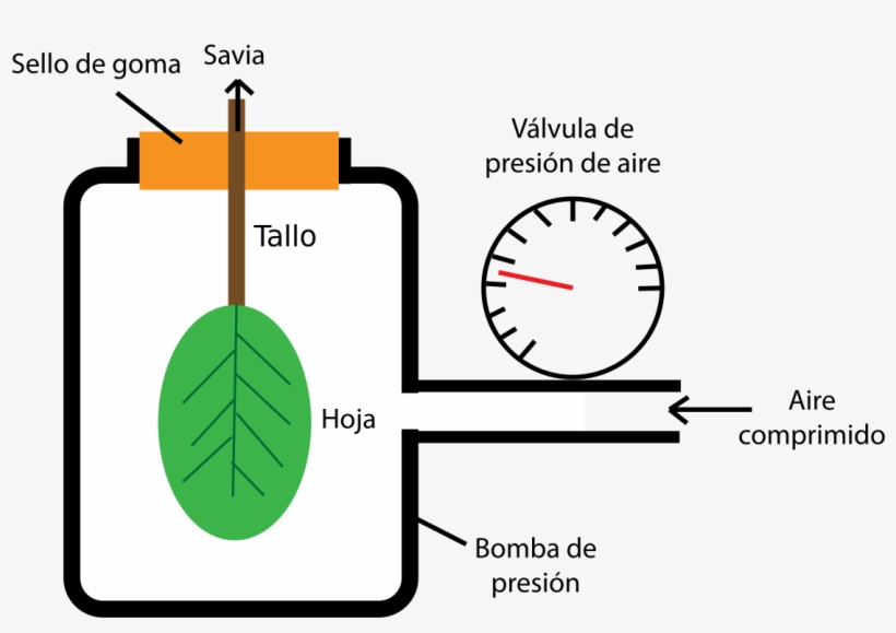 Turgor Pressure Diagram, transparent png