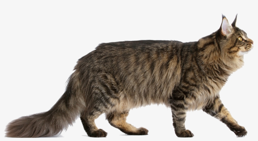 Do You Want A Pretty Friend - Maine Coon Cat Transparent, transparent png
