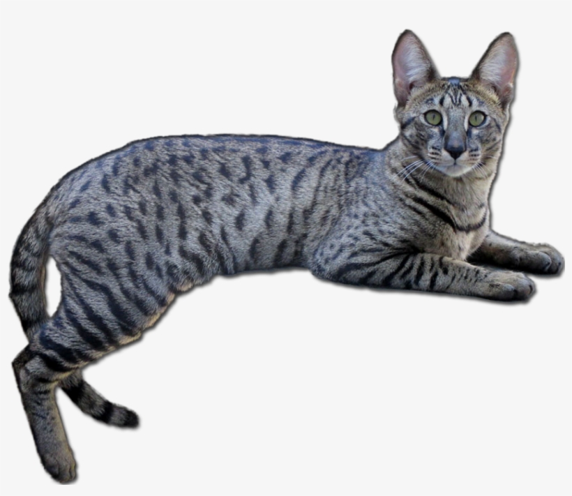 Title That Year As Well - California Spangled, transparent png