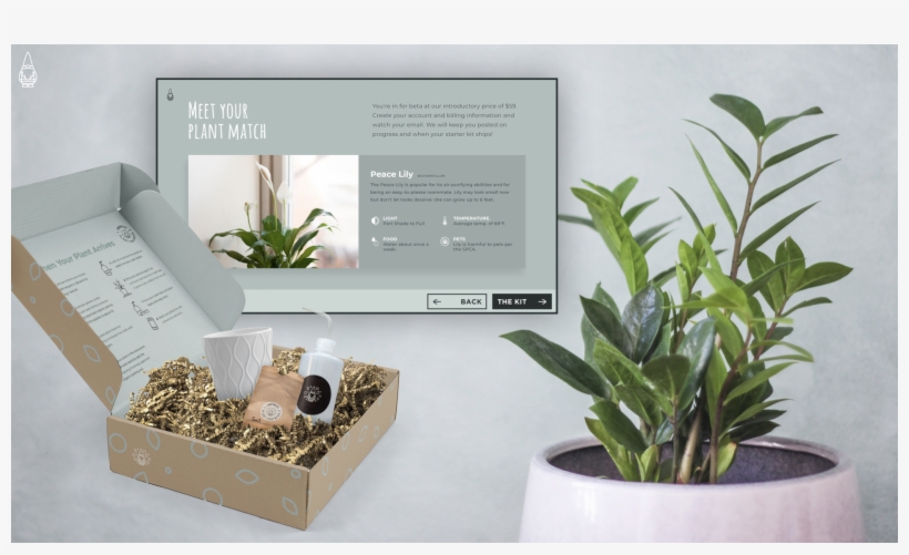 Introductory Price At Just $69 - Houseplant, transparent png