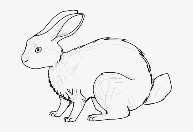 955 X 836 10 - Domestic Rabbit, transparent png