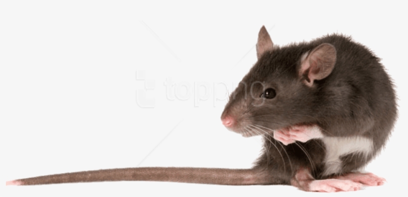 Free Png Download Rat Left Png Images Background Png - Brown Rat Png, transparent png