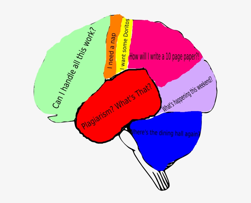 Small - Clip Art Brain Diagram, transparent png