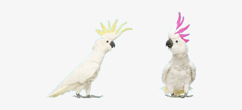Sulphur-crested Cockatoo, transparent png
