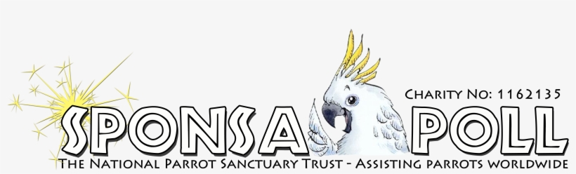 Adopt A Parrot - Sulphur-crested Cockatoo, transparent png