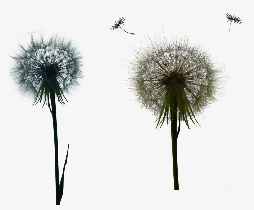 Dandelions Png - Dandelion, transparent png