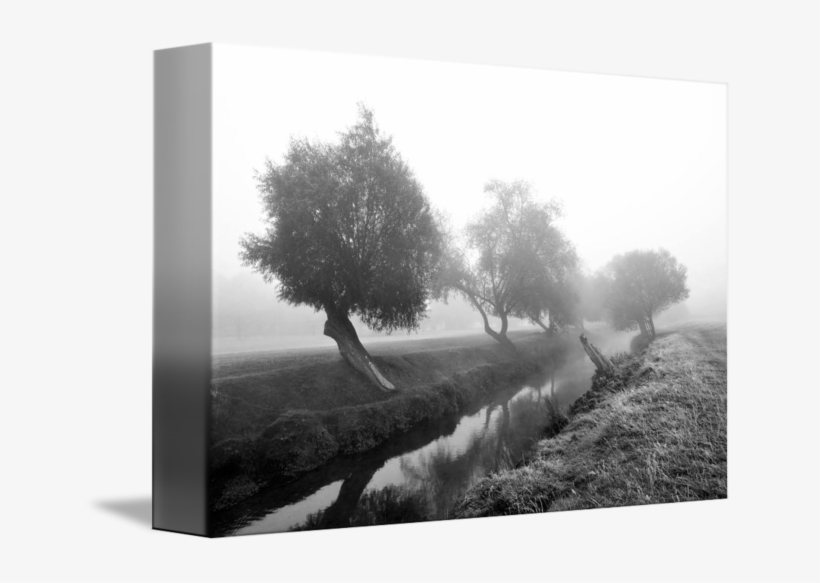 "willows In Fog" By Marek Stepan - Monochrome, transparent png