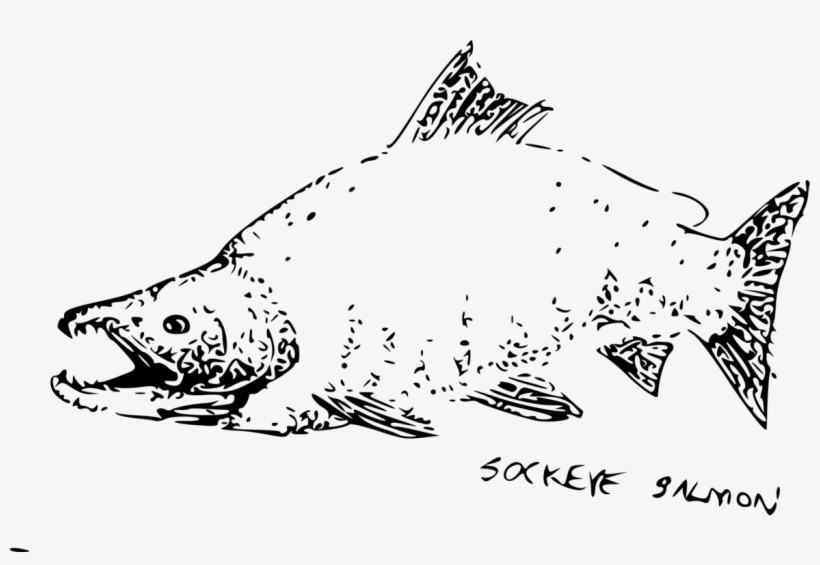 Whiskers Sockeye Salmon Bear Cat - Salmon, transparent png