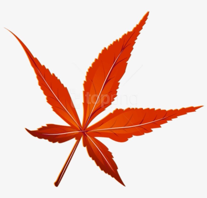 Free Png Download Transparent Red Leaf Picture Clipart - Red Leaf Transparent, transparent png