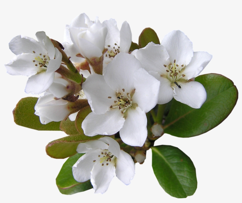 White, Flower, With, Ant Cut, Out - Ant, transparent png