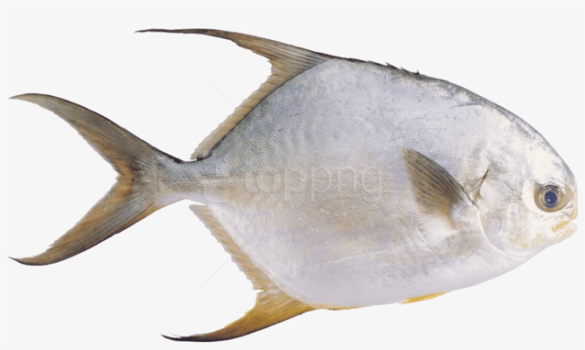Free Png Download Fish Png Images Background Png Images - 鲳 鱼 图片, transparent png