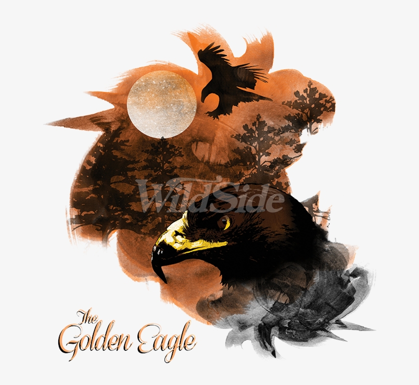 Birds Of Prey Golden Eagle - Myna, transparent png