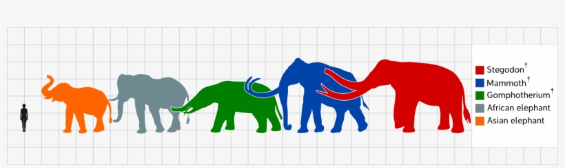 The Largest Stegodon Species Reaching The Size Of The - Biggest Species Of Elephant, transparent png