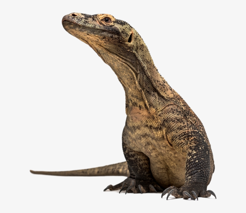 Dragon Rocks - Komodo Dragon, transparent png