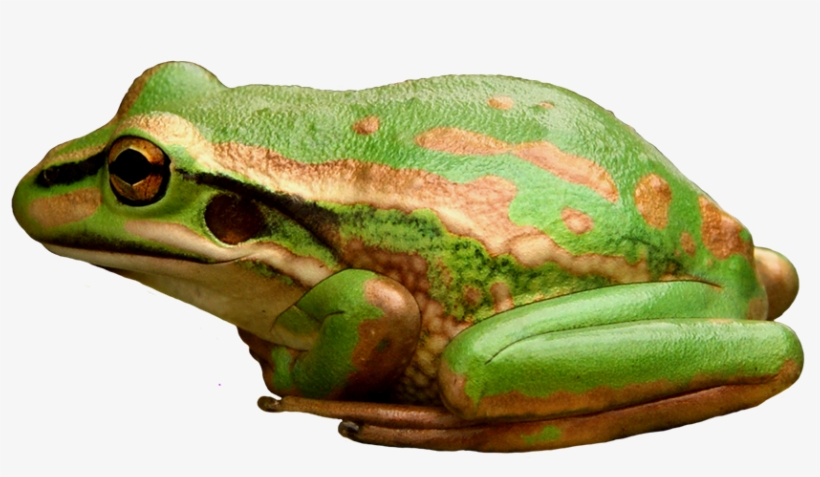 Green And Golden Bell Frog - Pine Barrens Treefrog, transparent png