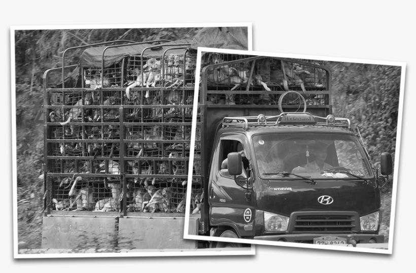 Dog And Cat Meat Trade - Volkswagen, transparent png