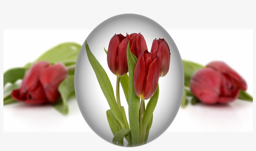 Laminated Poster Easter Easter Egg Egg Tulips Flower - Easter, transparent png