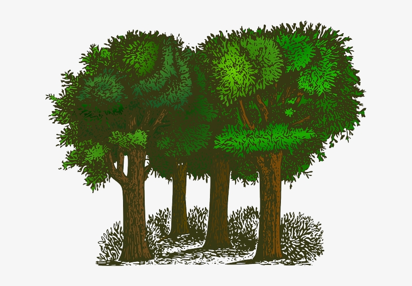 Forest, Trees, Plants, Ecology, Environment, Green - Trees Clipart, transparent png