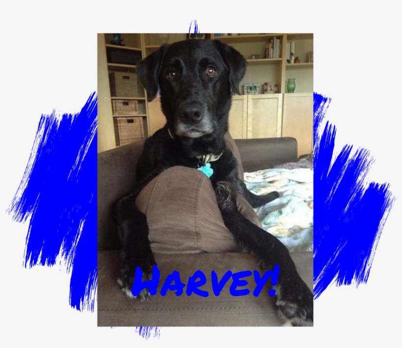 Lab Rescue Of L - Pet Adoption, transparent png