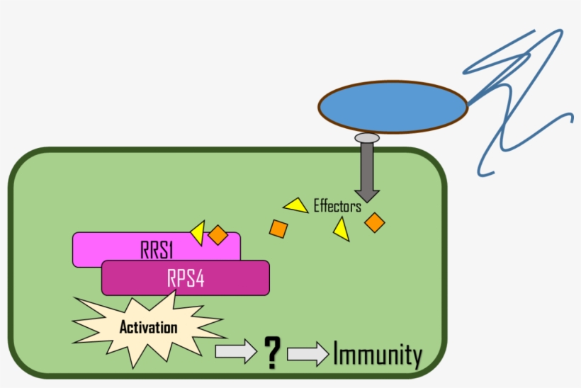 Plants Deploy A Complex Innate Immune System To Protect - Diagram, transparent png
