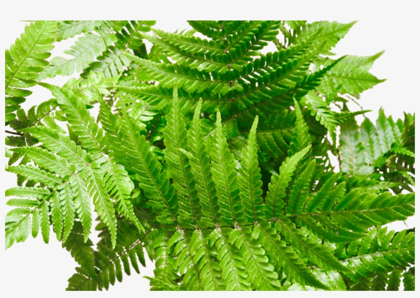 In 6" Pot, transparent png
