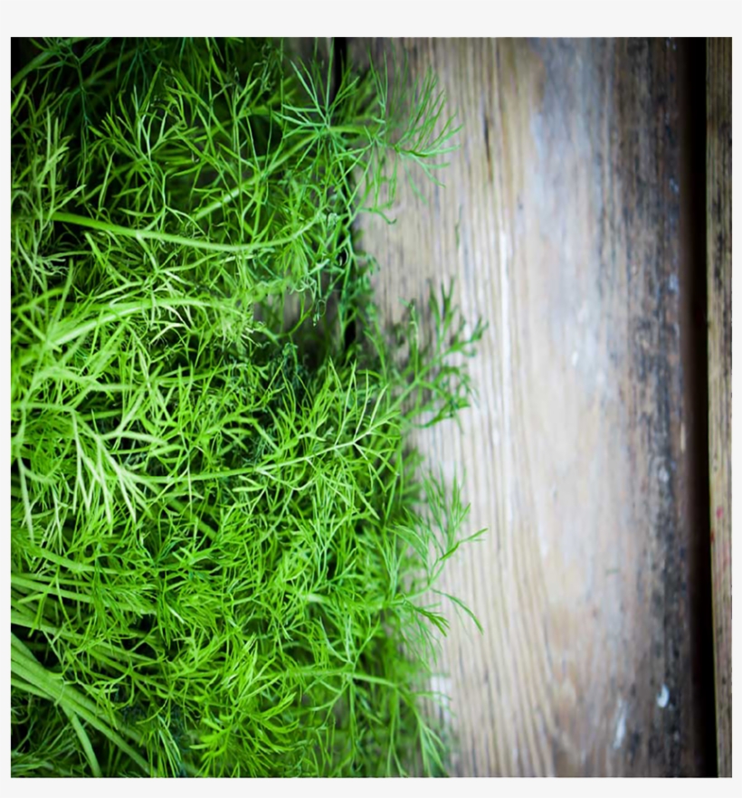 Grass, transparent png