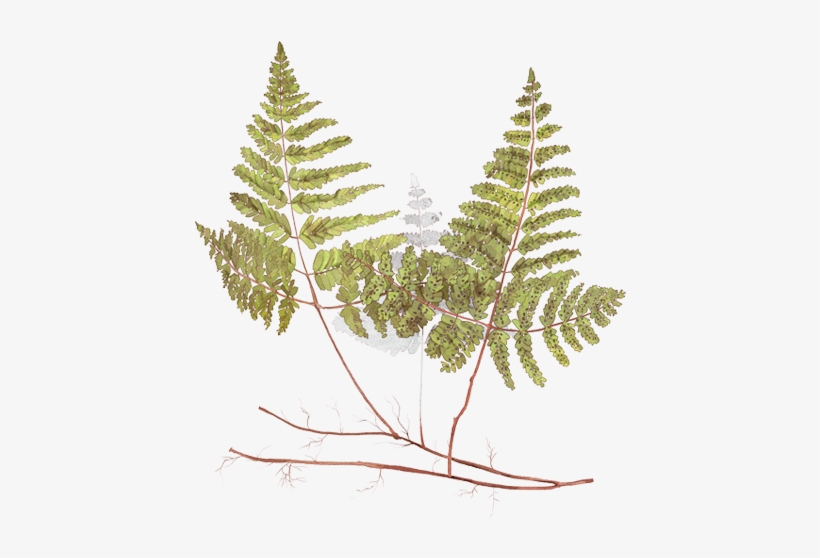 Fern, transparent png
