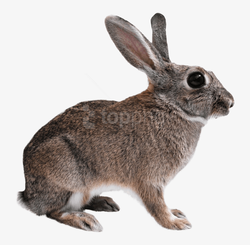 Free Png Download Rabbit Png Images Background Png - Rabbit Png Transparent, transparent png