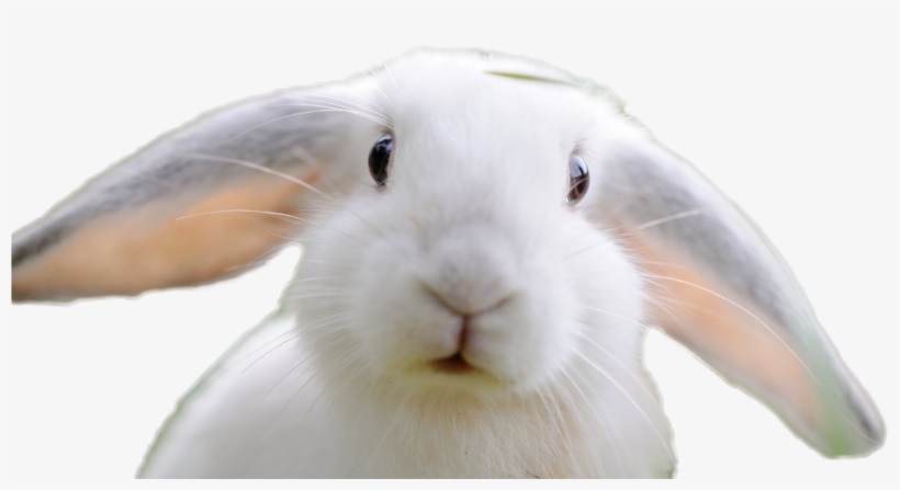 Rabbit Png Image - Domestic Rabbit, transparent png