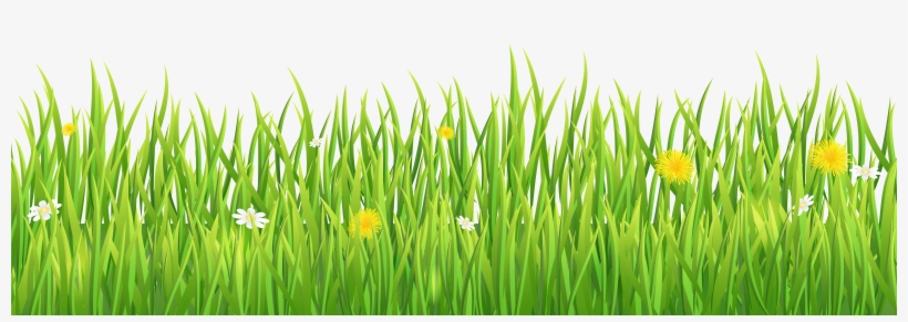 Grass Png, transparent png