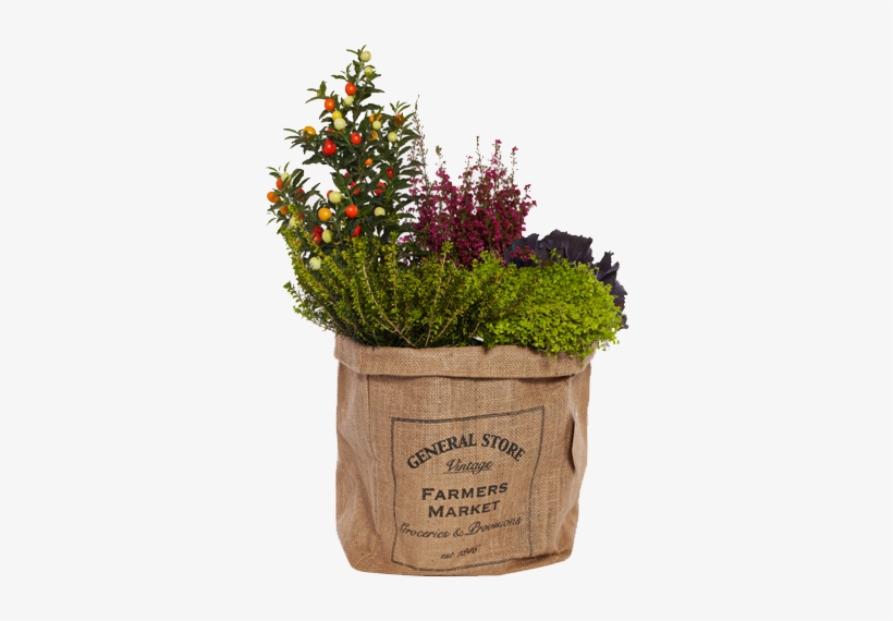 Seasonal Plants - Flowerpot, transparent png