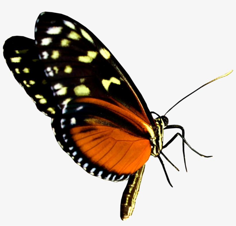 21 - Brush-footed Butterfly, transparent png