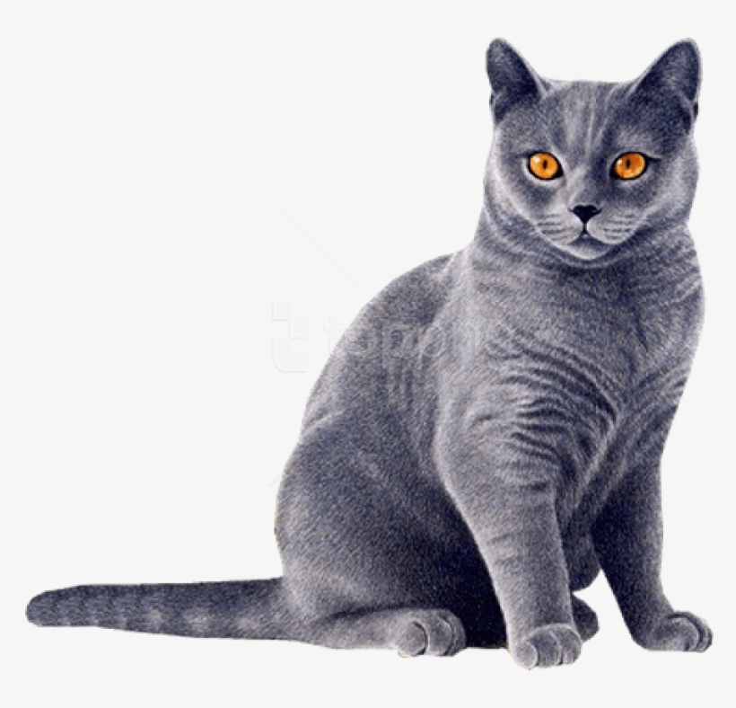 Download Cat Png Images Background - Cat Image Transparent Background, transparent png
