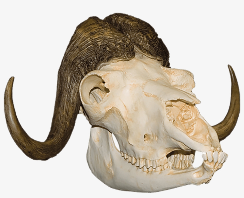 Download - Skull, transparent png