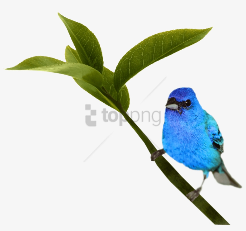 Free Png Bird Png Image With Transparent Background - Indigo Bunting, transparent png