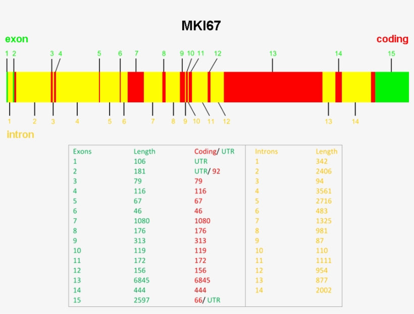 Ki67 Gene, transparent png
