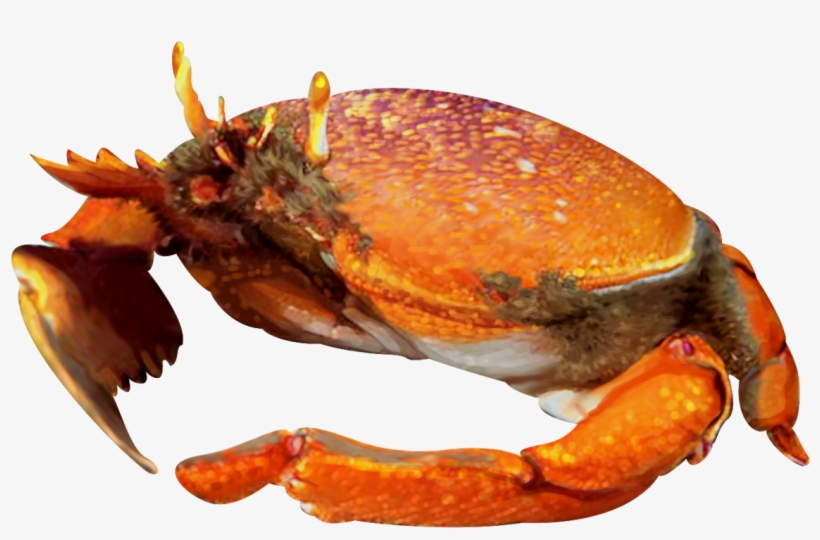 Illustration Of Kona Crab - Freshwater Crab, transparent png