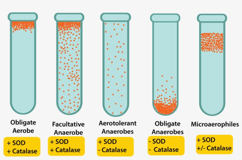 Test Tubes Recovered, transparent png