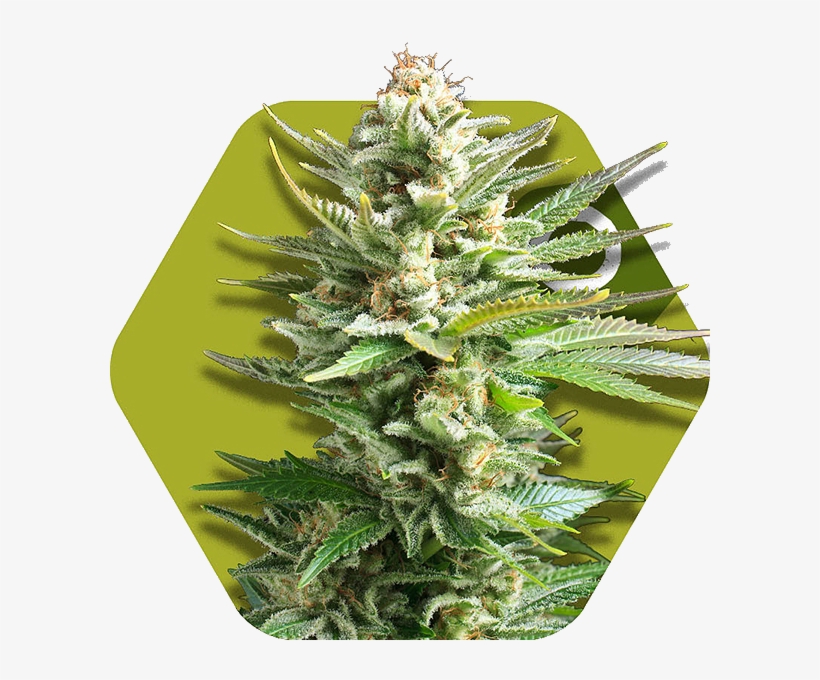 Amnesia Haze Xl - Ak Green Xl, transparent png