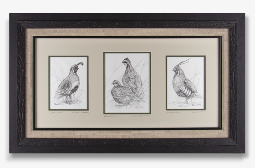 Copyright Ryan Kirby Framed Quail Sketches Small - Picture Frame, transparent png