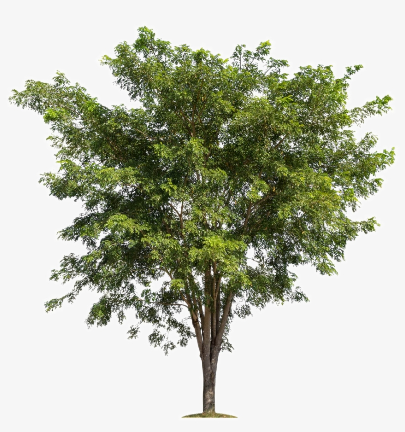 Lush Trees Tree Forest Branch Free Transparent Image - Apple Tree Without Fruit, transparent png