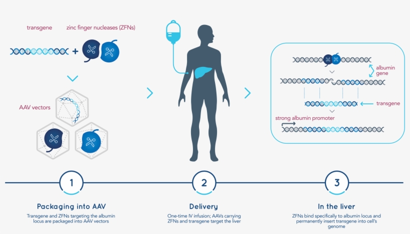 A Robust Pipeline Of Genomic Therapies - Sangamo Zinc Finger Nuclease, transparent png