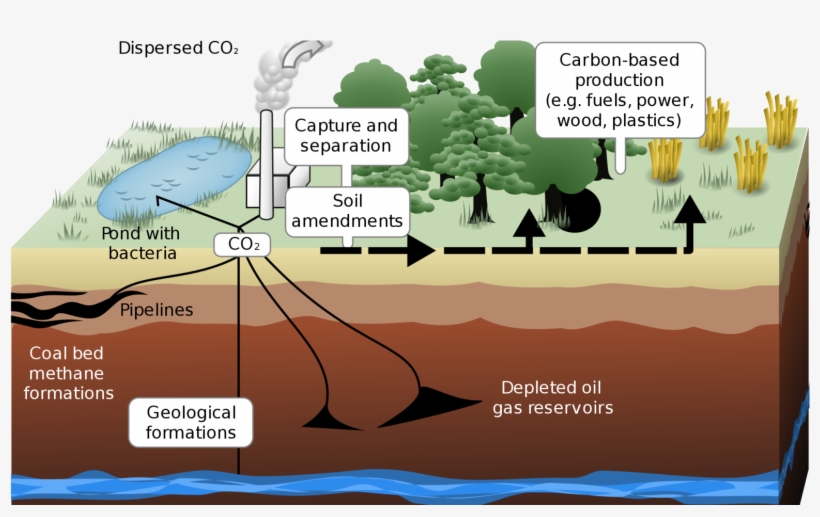 Ways Carbon Dioxide Can Be Sequestered On Land And - Greenhouse Effect Due To Forest Depletion, transparent png