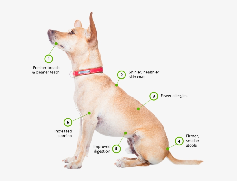 Benefits Of Raw Diet - Companion Dog, transparent png