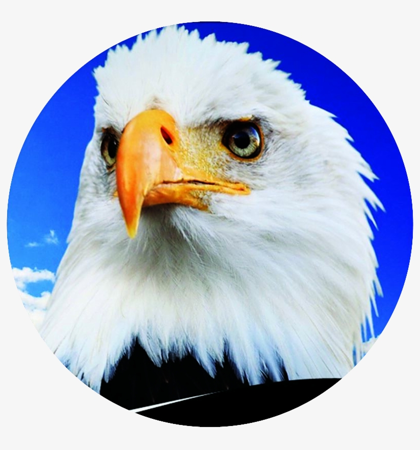 About Us - Bald Eagle, transparent png