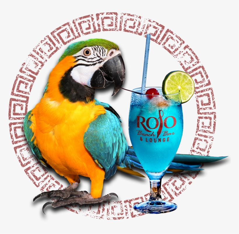 Drink - Figuras De Arara Para Imprimir, transparent png