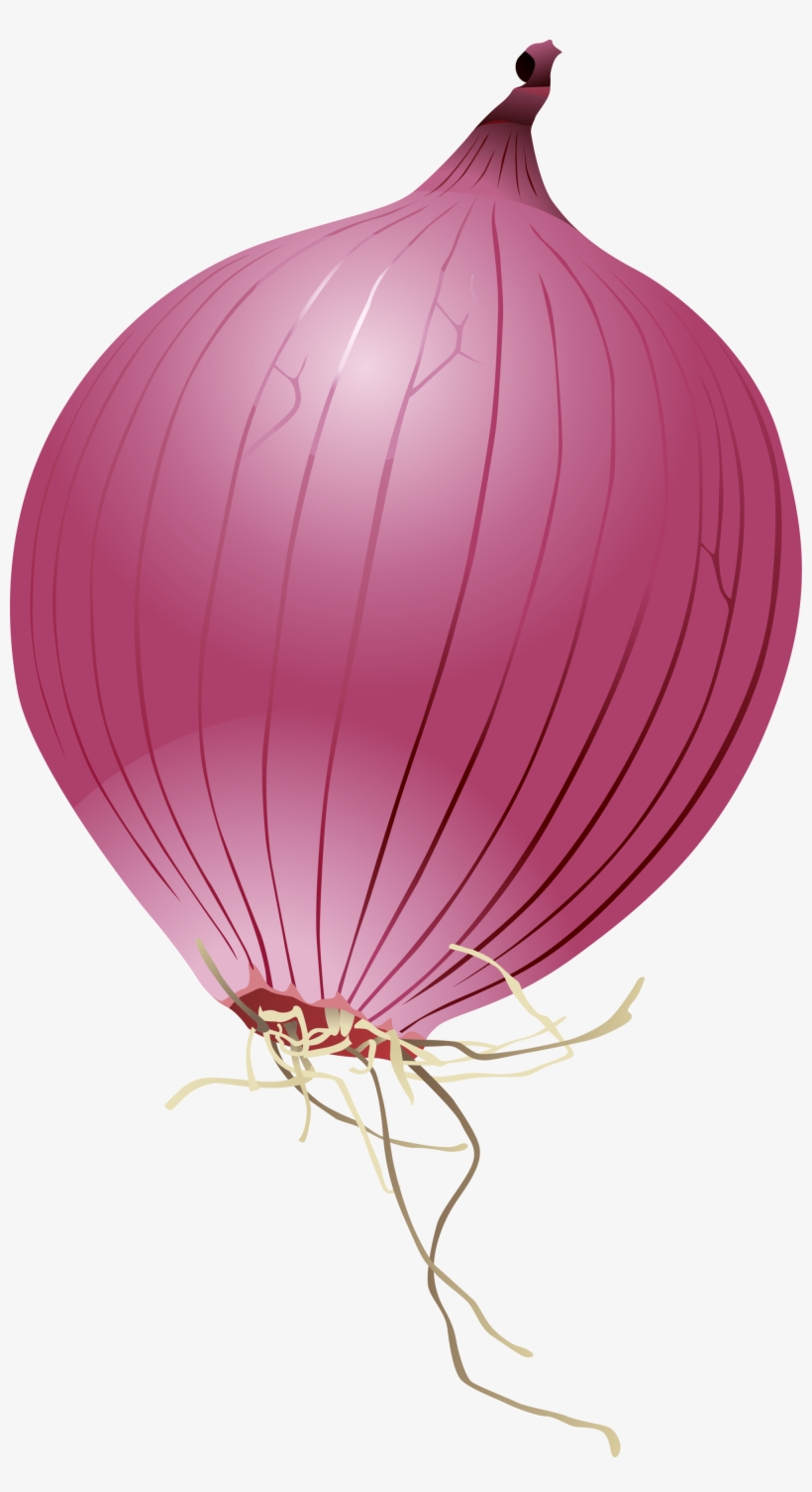 Single Onion Png Photo - Cartoon Red Onion, transparent png