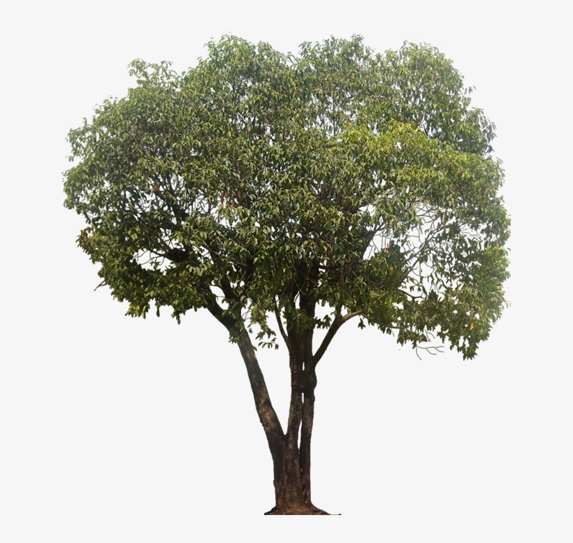 Mimusops Elengi - Pinus Halepensis Arbol Png, transparent png