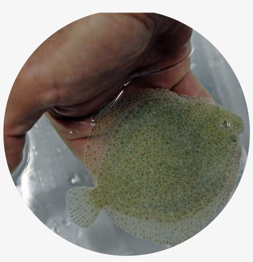 We Also Use Zebrafish As A Model System For The Study - Marine Invertebrates, transparent png