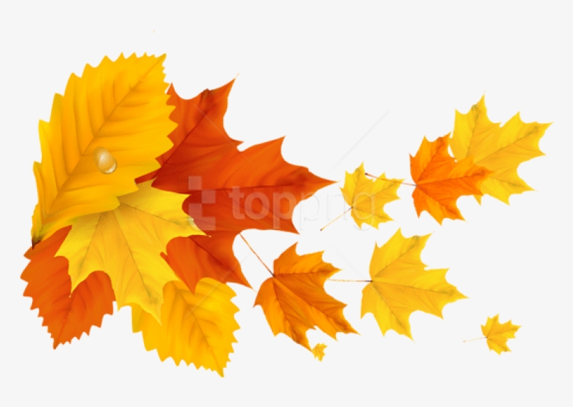 Free Png Download Yellow Orange Fall Leafspicture Clipart - Leaf Png Orange Colors, transparent png